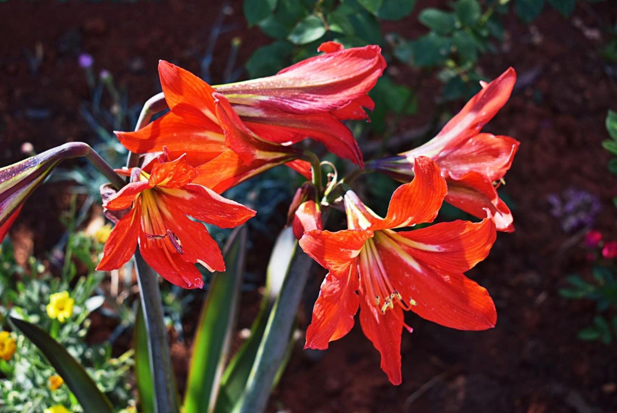 Flower Garden Rhapsody - Modern Family Apartments Near Fažana Buitenkant foto